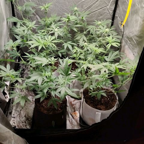 Critical growlog timeline photo