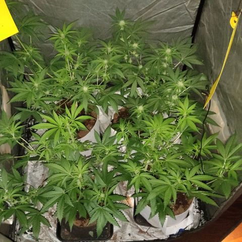 Critical growlog timeline photo