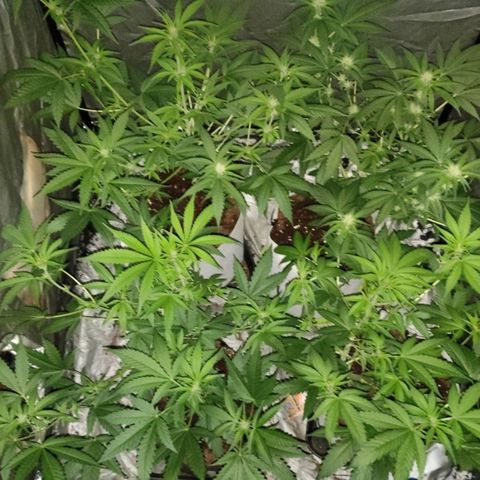 Critical growlog timeline photo