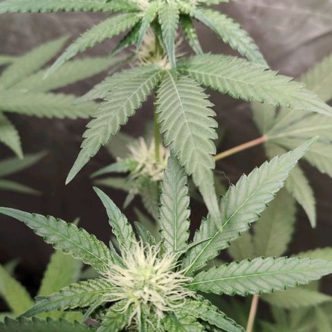 Critical growlog timeline photo