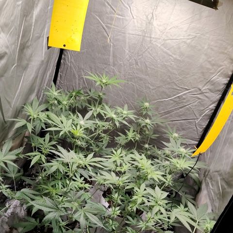 Critical growlog timeline photo
