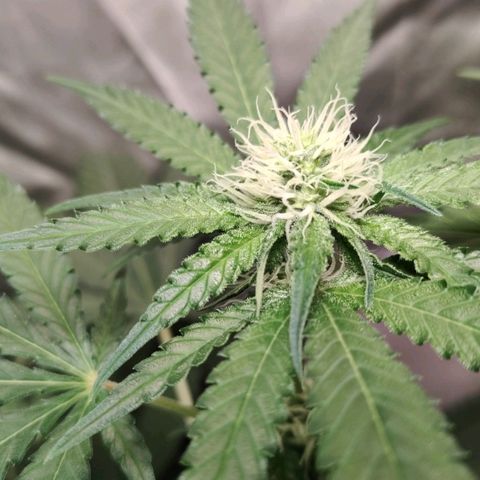 Critical growlog timeline photo
