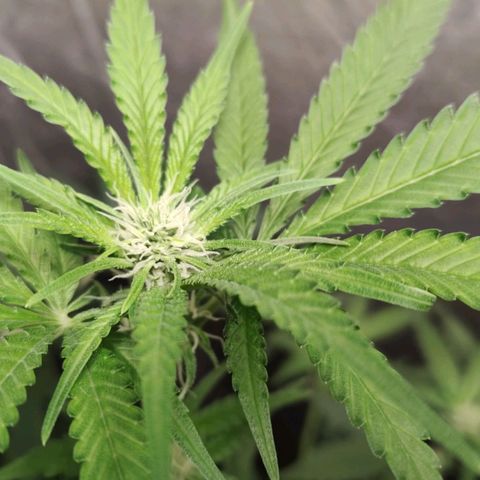Critical growlog timeline photo