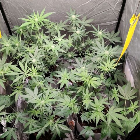 Critical growlog timeline photo
