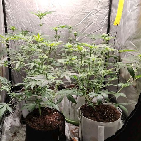 Critical growlog timeline photo