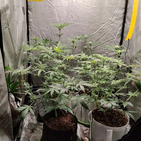 Critical growlog timeline photo