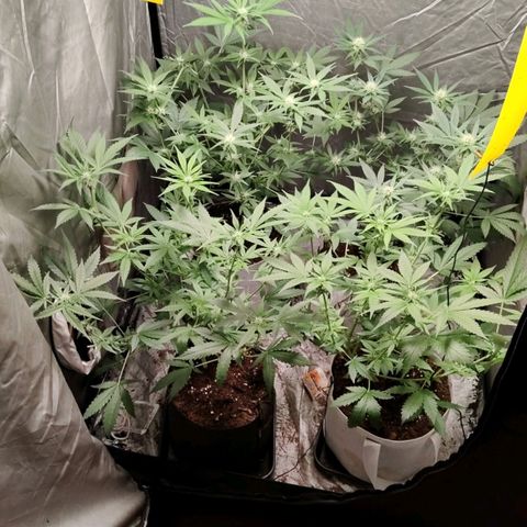 Critical growlog timeline photo
