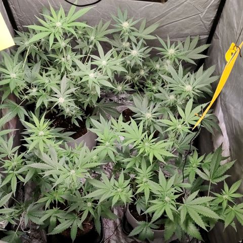 Critical growlog timeline photo