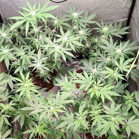 Critical growlog timeline photo