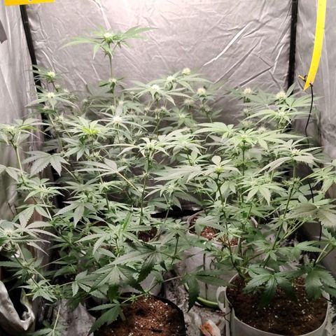Critical growlog timeline photo