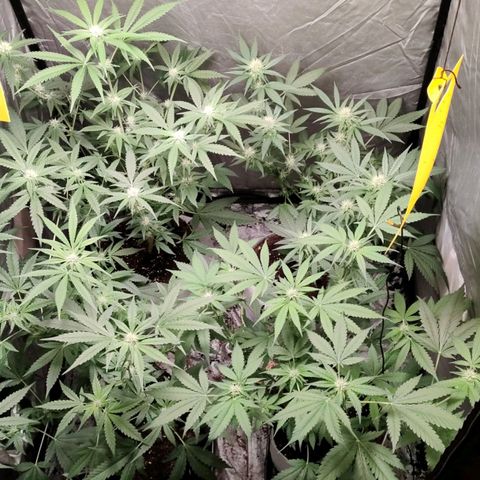 Critical growlog timeline photo