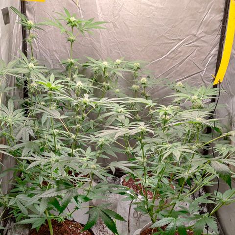 Critical growlog timeline photo