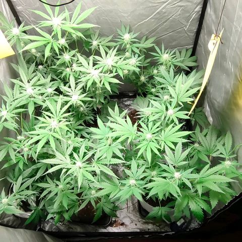 Critical growlog timeline photo