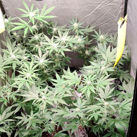 Critical growlog timeline photo