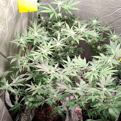 Critical growlog timeline photo
