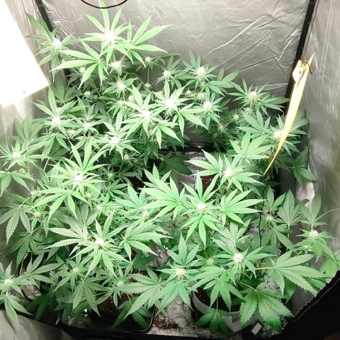 Critical growlog timeline photo