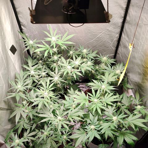 Critical growlog timeline photo