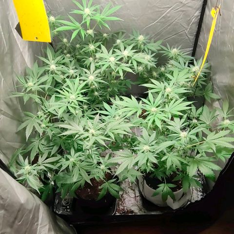 Critical growlog timeline photo