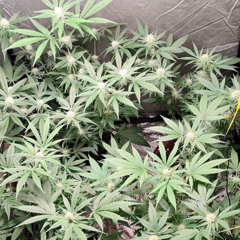 Critical growlog timeline photo