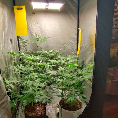 Critical growlog timeline photo