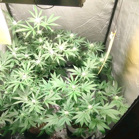 Critical growlog timeline photo