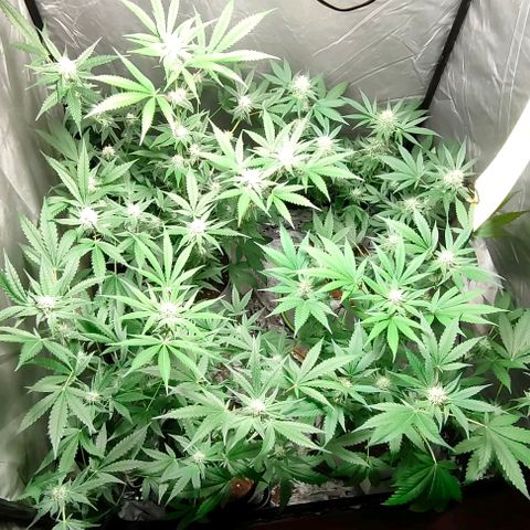 Critical growlog timeline photo