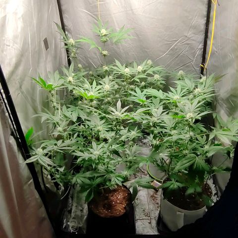 Critical growlog timeline photo