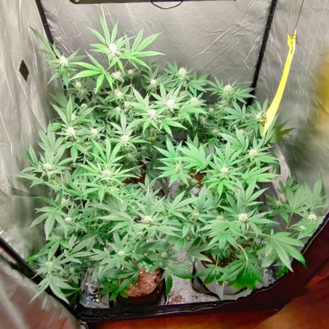 Critical growlog timeline photo