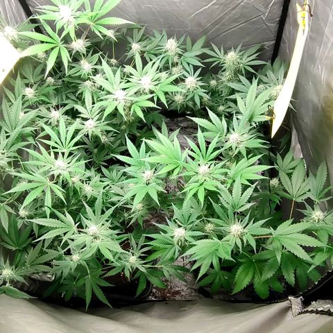 Critical growlog timeline photo