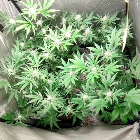 Critical growlog timeline photo