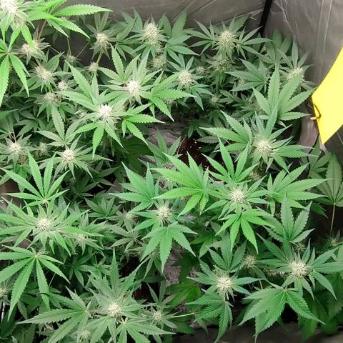Critical growlog timeline photo
