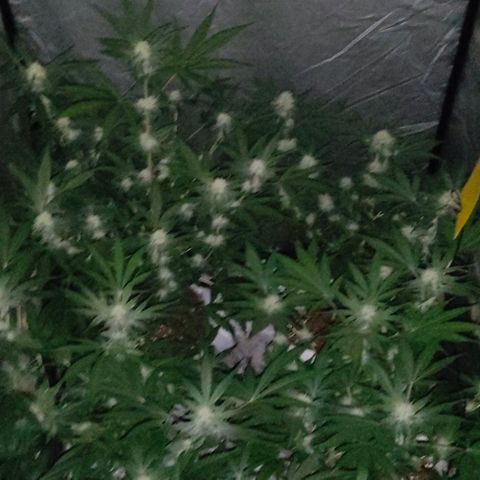 Critical growlog timeline photo