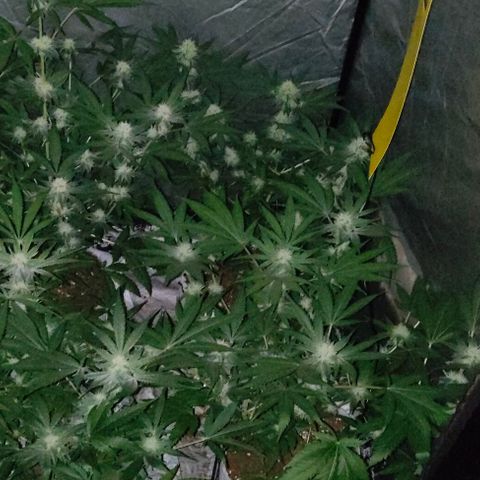 Critical growlog timeline photo