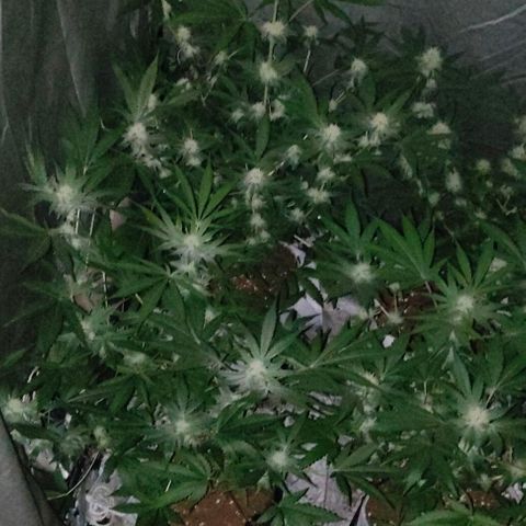 Critical growlog timeline photo