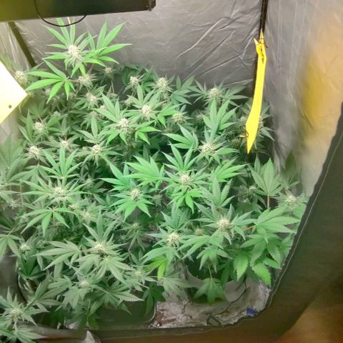 Critical growlog timeline photo