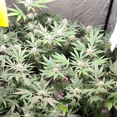 Critical growlog timeline photo