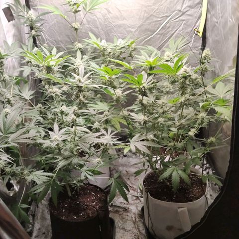 Critical growlog timeline photo