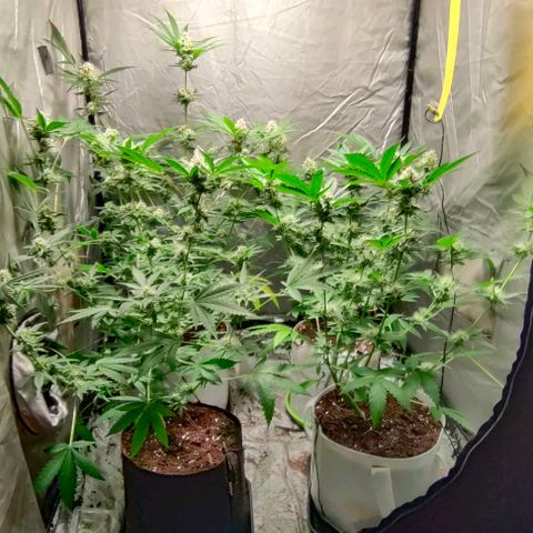 Critical growlog timeline photo