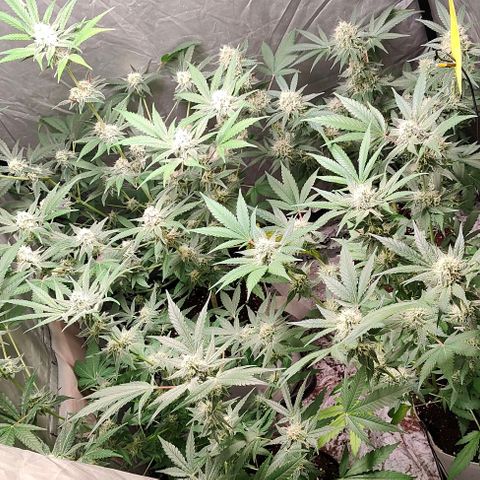 Critical growlog timeline photo
