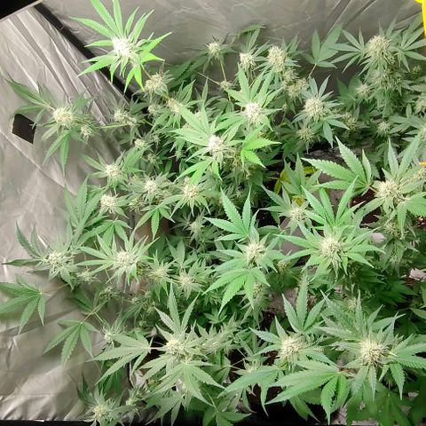 Critical growlog timeline photo