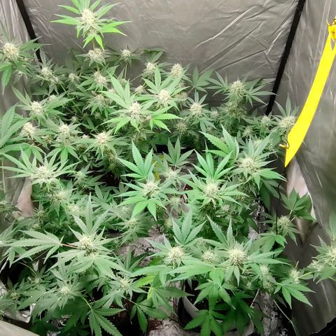 Critical growlog timeline photo