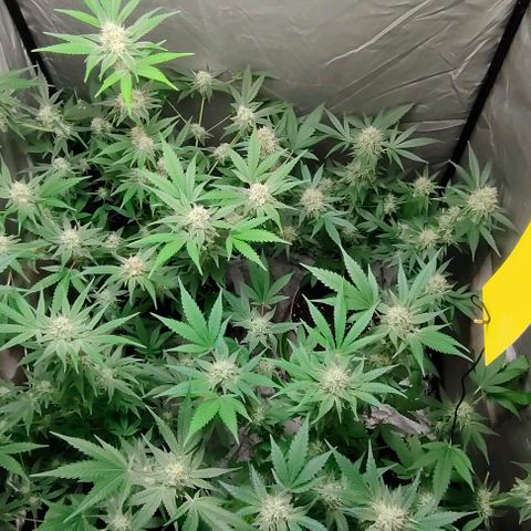 Critical growlog timeline photo