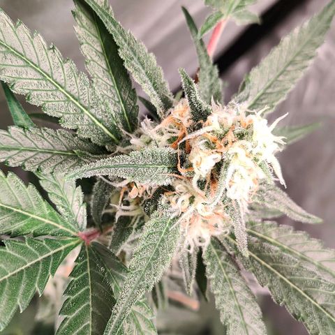 Critical growlog timeline photo