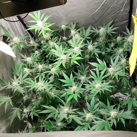 Critical growlog timeline photo