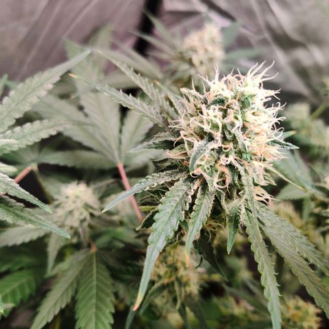 Critical growlog timeline photo