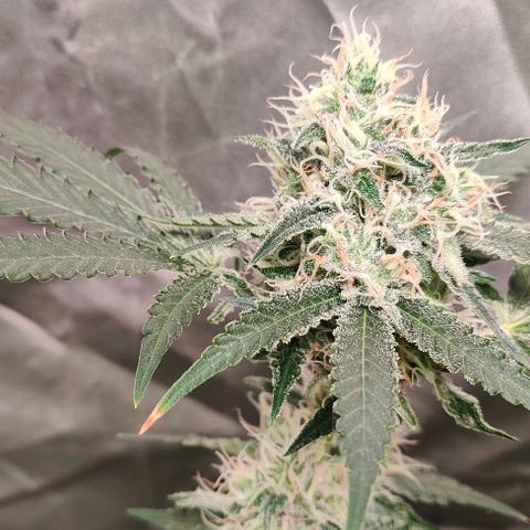 Critical growlog timeline photo