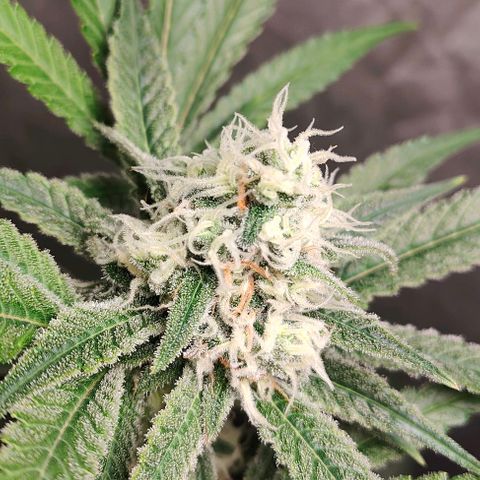 Critical growlog timeline photo