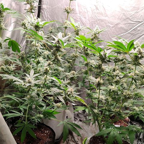 Critical growlog timeline photo