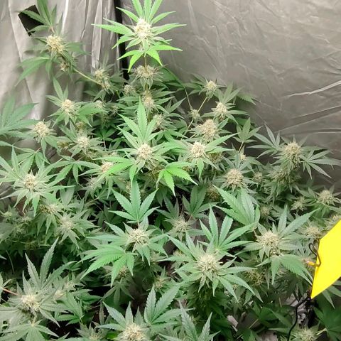 Critical growlog timeline photo