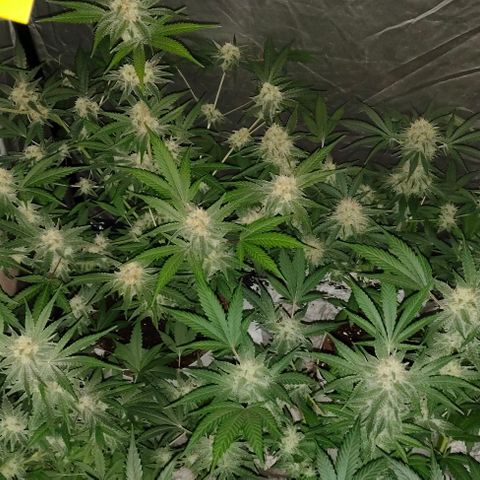 Critical growlog timeline photo